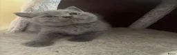British Shorthair cats for sale: Gorgeous British Shorthair Kittens🐾💙 - Advert 13