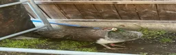 Peafowl poultry for sale: Female Indian blue peahen - peafowl - Advert 2