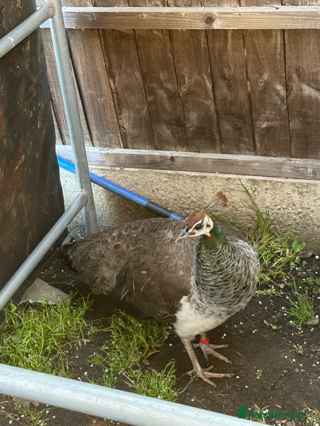 Peafowl poultry for sale: Female Indian blue peahen - peafowl - Advert 2