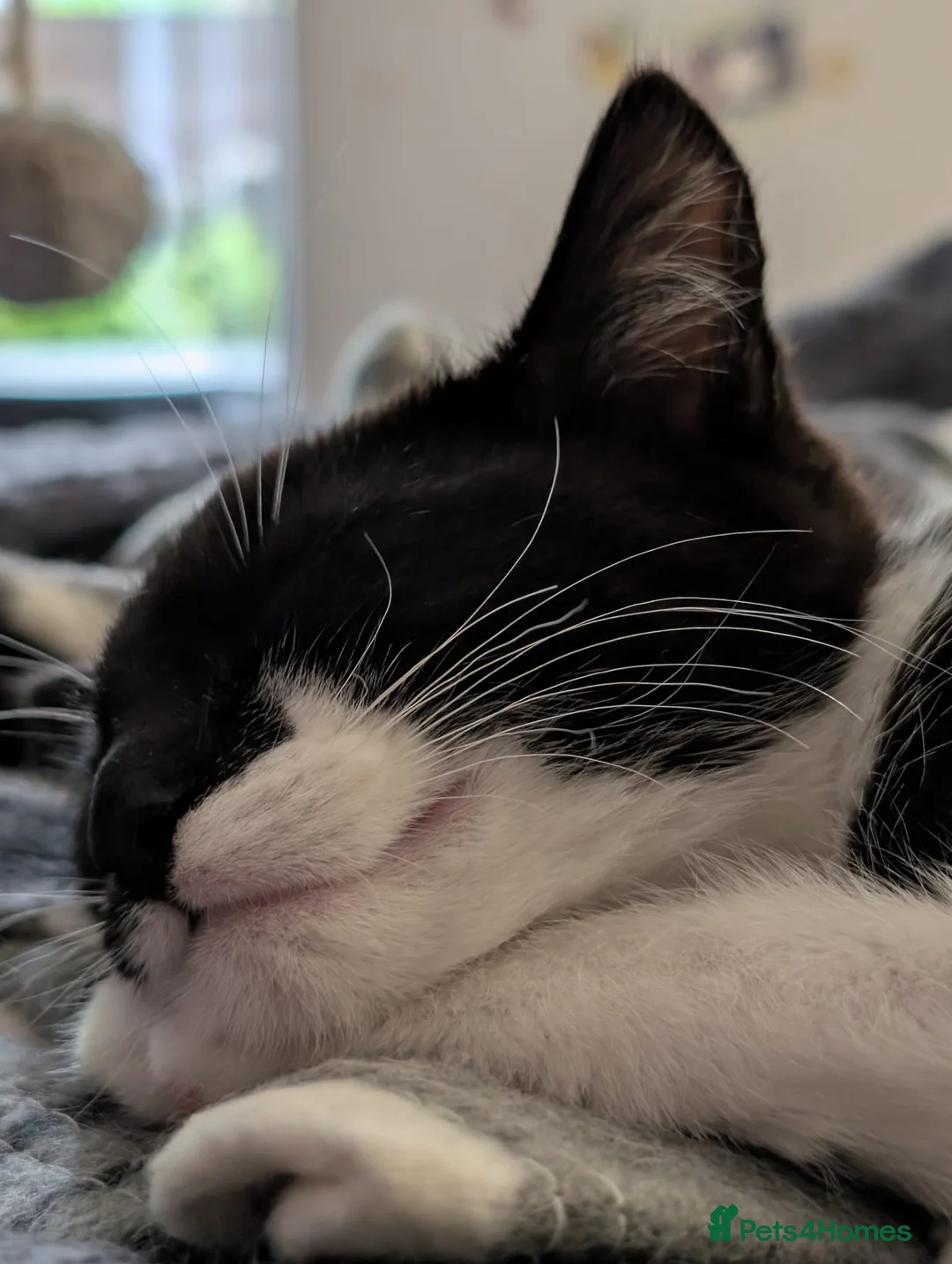 Mixed Breed cats for sale: Seeking new home in Ammanford - Advert 3