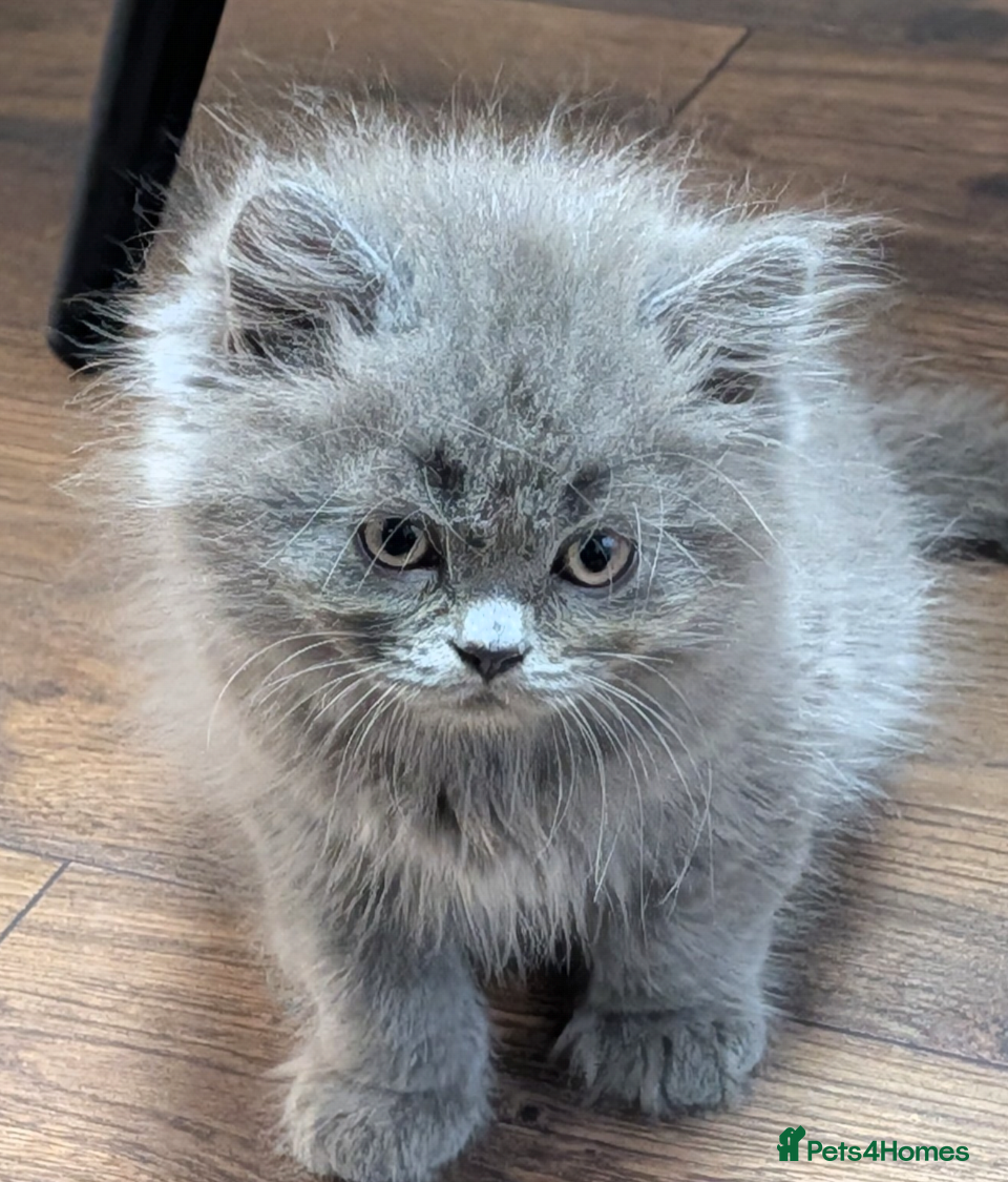 British Shorthair cats Beautiful BSH-kittens-Ready for Their New Homes - Advert 1