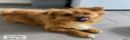 Mixed Breed dogs for adoption: Gordon 3-4 years .Available for adoption in Brixham - Advert 8