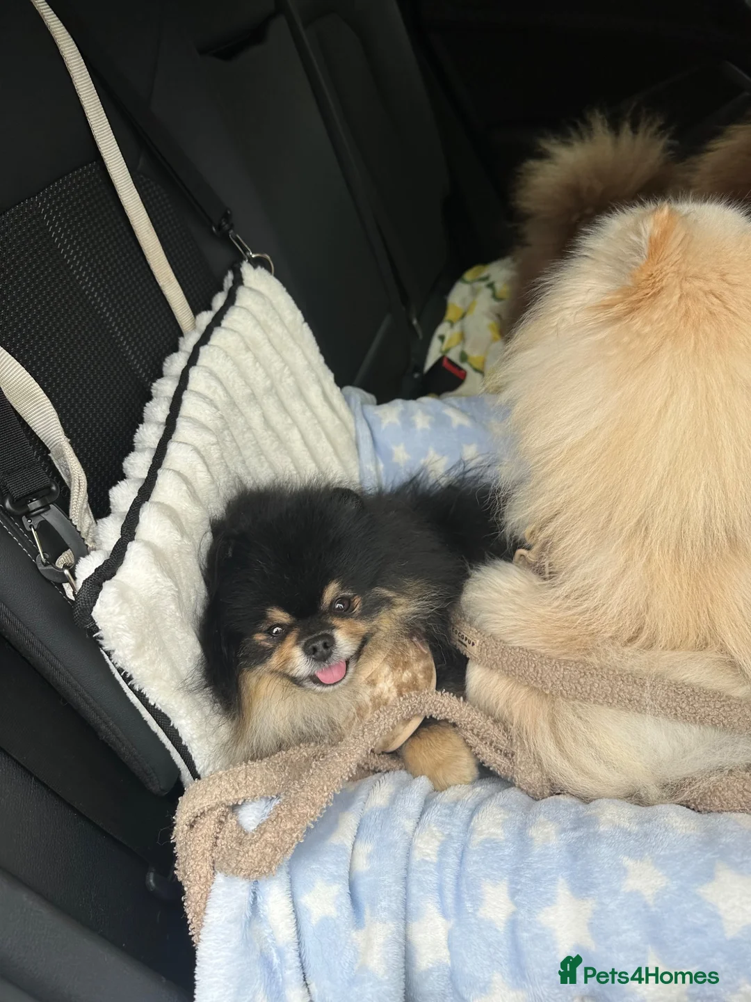 Pomeranian dogs for stud: Gorgeous Teddy bear Pomeranian tri coloured stud - Advert 2