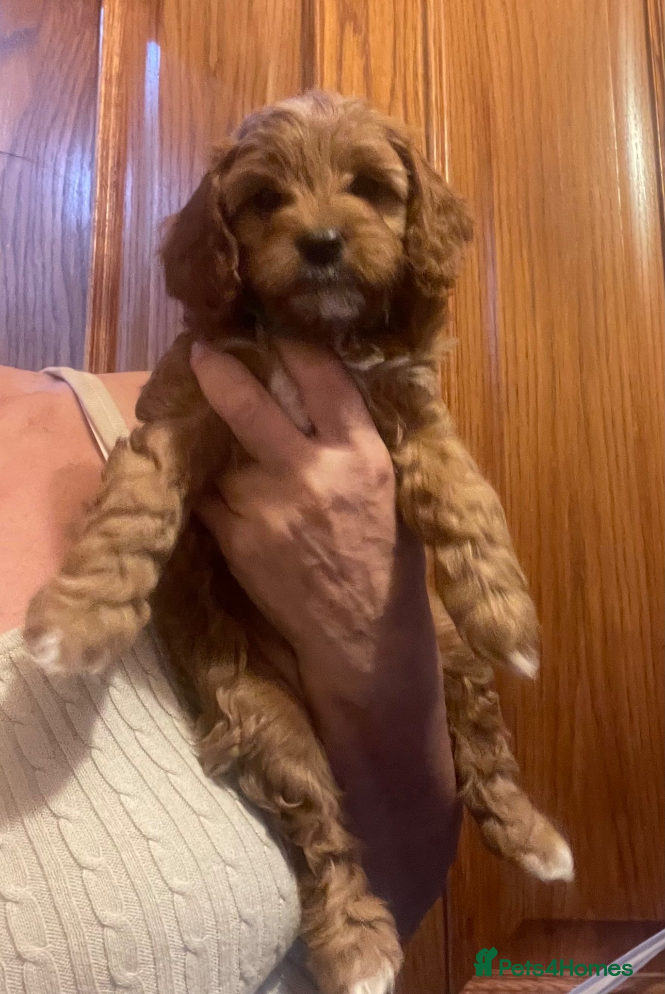 Cavapoo dogs Cavapoooo f1  - Advert 2