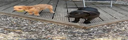 Labrador Retriever dogs for sale: 2 stunning kc registered puppies - Advert 3