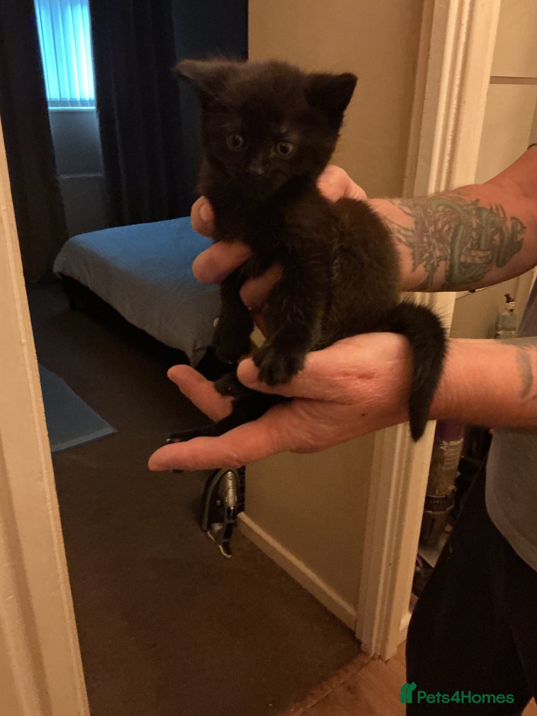 Mixed Breed cats for sale: 5 long haired kitten - Advert 8