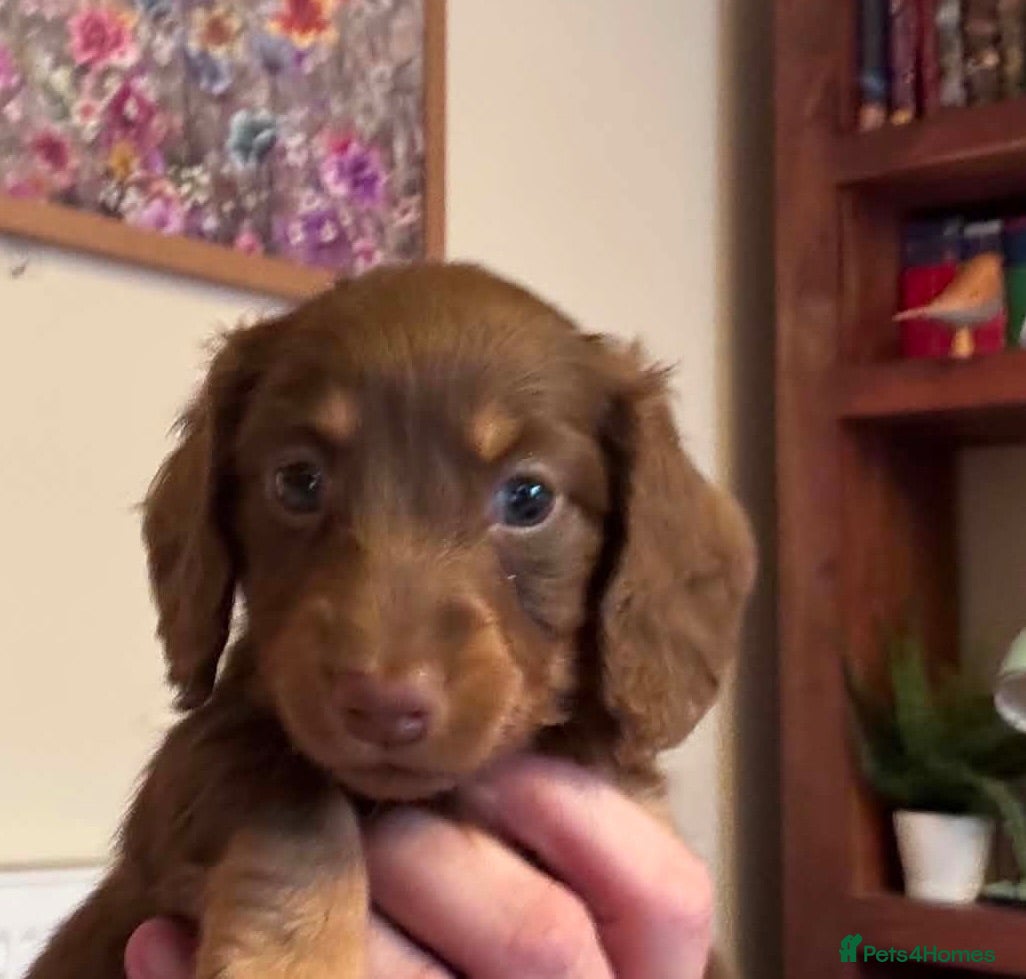 Miniature Dachshund dogs Four Beautiful Miniature Dachshund Puppies - Advert 5