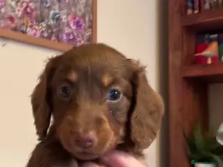 Miniature Dachshund dogs Four Beautiful Miniature Dachshund Puppies - Advert 1