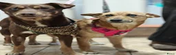 Mixed Breed dogs for adoption: 💙🐶 KAI & ❤️🐶 GERDA– LIKE IN A FAIRY TALE in Burton-on-Trent - Advert 18