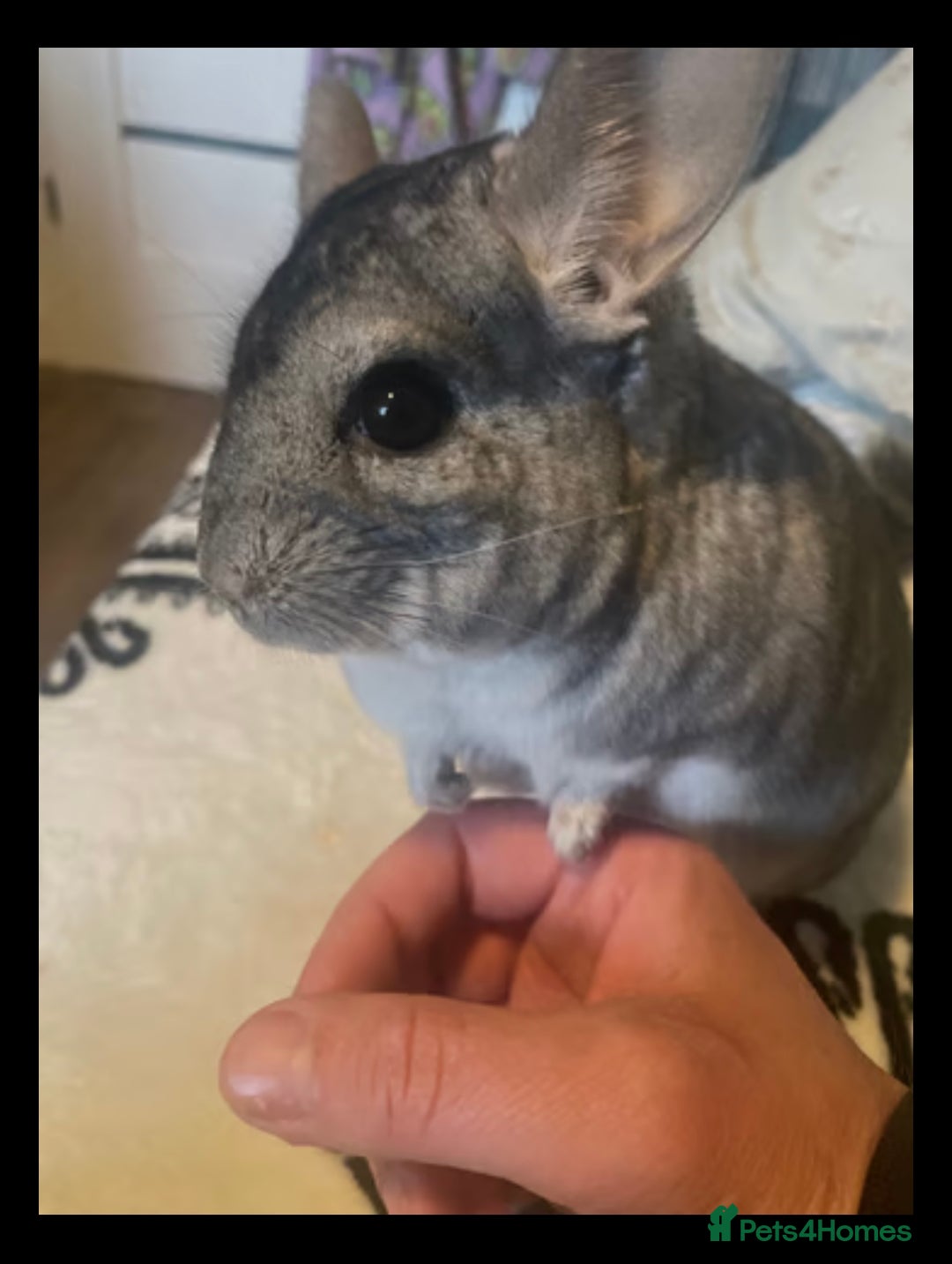 Chinchilla rodents for sale: Chinchilla’s for sale - Image 6