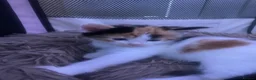 Mixed Breed cats for sale: Kittens  - Advert 5