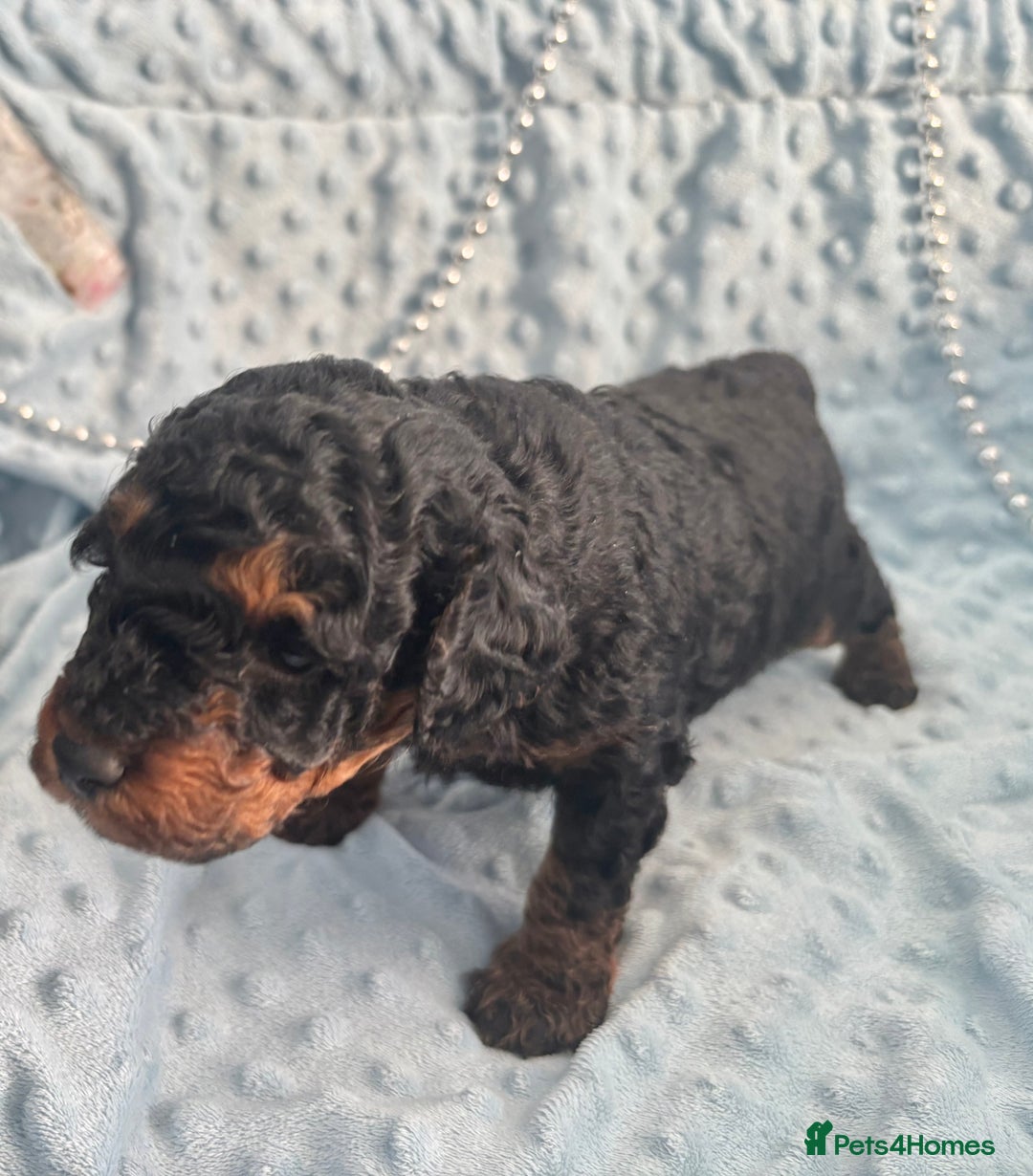 Toy Poodle dogs for sale: KC registered toy poodles - Advert 11