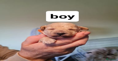 Cavapoo dogs - Advert 1