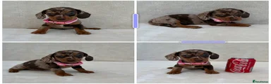 Miniature Dachshund 6