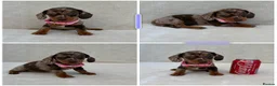 Miniature Dachshund dogs for sale: Dachshund puppies 3 boys 3 girls KC registered - Advert 24