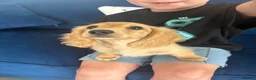 Miniature Dachshund dogs for sale: Pure Cream female mini dachshund  - Advert 8