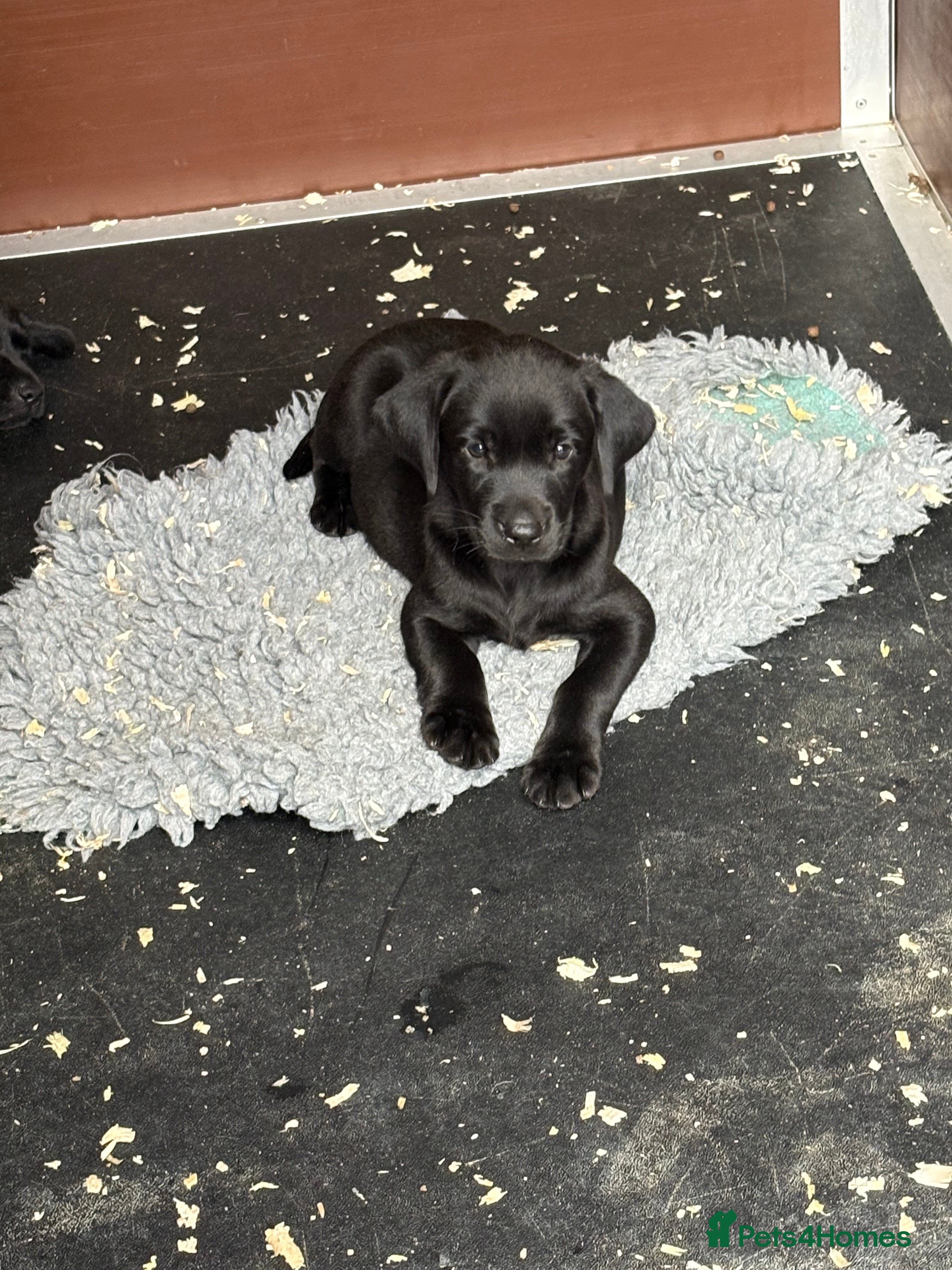 Labrador Retriever dogs Hereditary clear puppies, absolute beautiful   - Advert 2