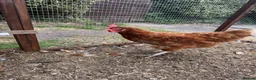 Chickens poultry for sale: Two chickens looking for a new loving home  in Wolverhampton - Advert 2