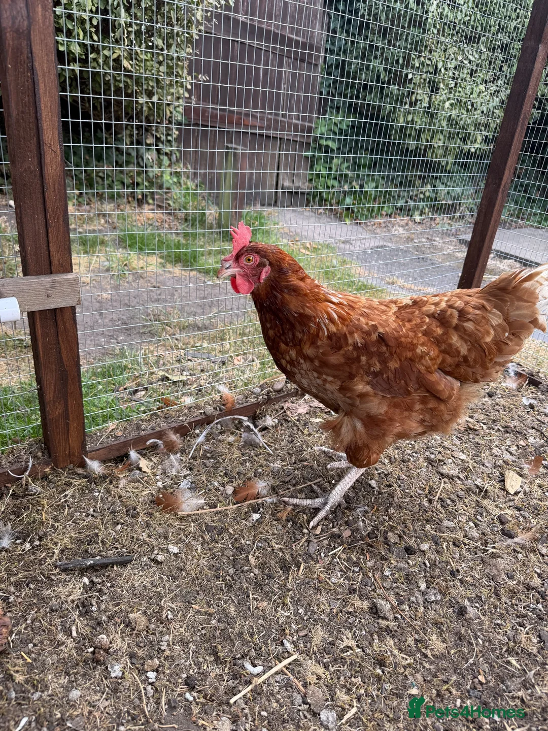 Chickens poultry for sale: Two chickens looking for a new loving home  in Wolverhampton - Advert 2