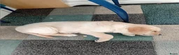 Labrador Retriever dogs for sale: Golden Lab Puppies in Carmarthen - Advert 3