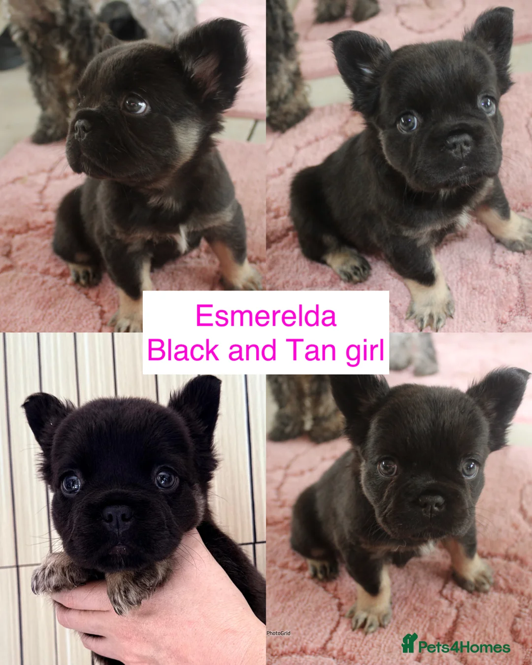 French Bulldog dogs for stud: FLUFFY LILAC TAN FRENCH BULLDOG CARYING TESTABLE in Haywards Heath - Advert 9