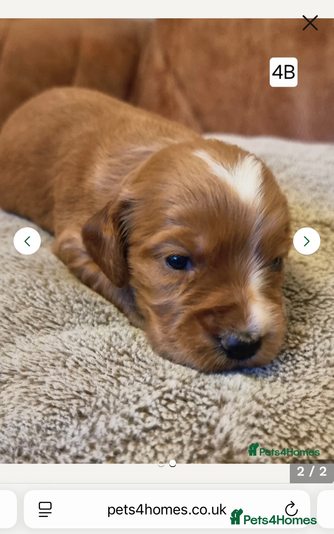 Cocker Spaniel dogs for stud: K C registered - Mr Midnight for Stud in Huddersfield - Advert 25