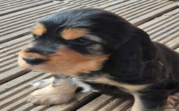 Cocker Spaniel dogs for sale: 1 Black and Tan boy KC Show Cocker Spaniel - Image 23