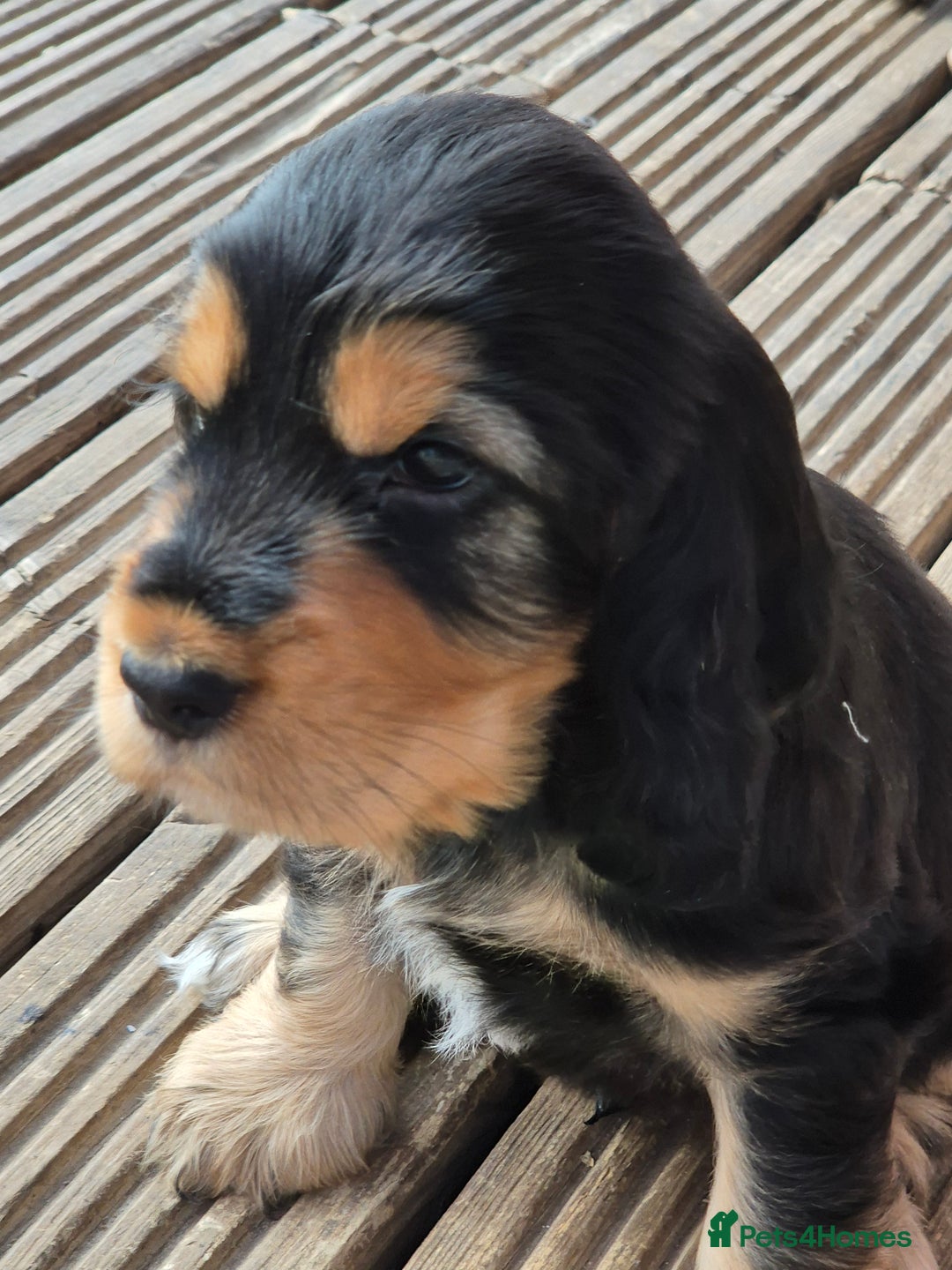 Cocker Spaniel dogs for sale: 1 Black and Tan boy KC Show Cocker Spaniel - Image 23