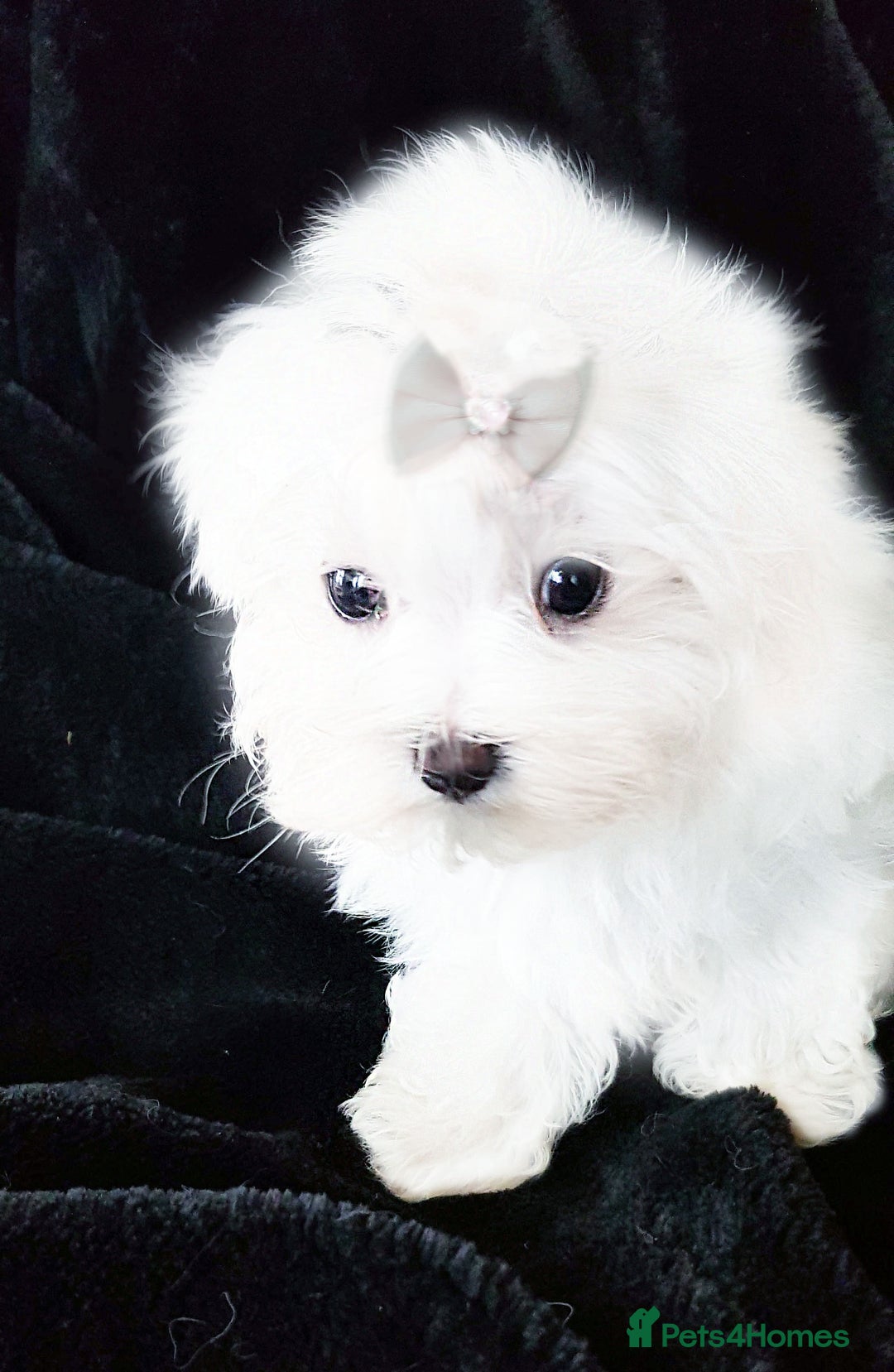 Maltese dogs for sale: KC registered Maltese - Advert 5