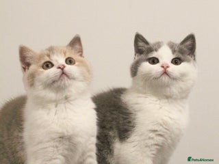 British Shorthair cats 🐾GCCF Registered British Shorthair Kittens🐾 - Advert 1