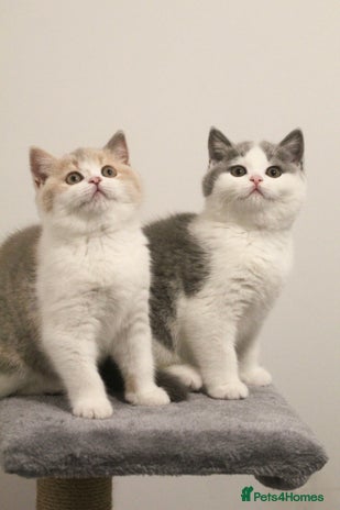 British Shorthair cats 🐾GCCF Registered British Shorthair Kittens🐾 - Advert 6