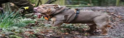 English Bulldog dogs for stud: Now proven English Bulldog at stud - Advert 2