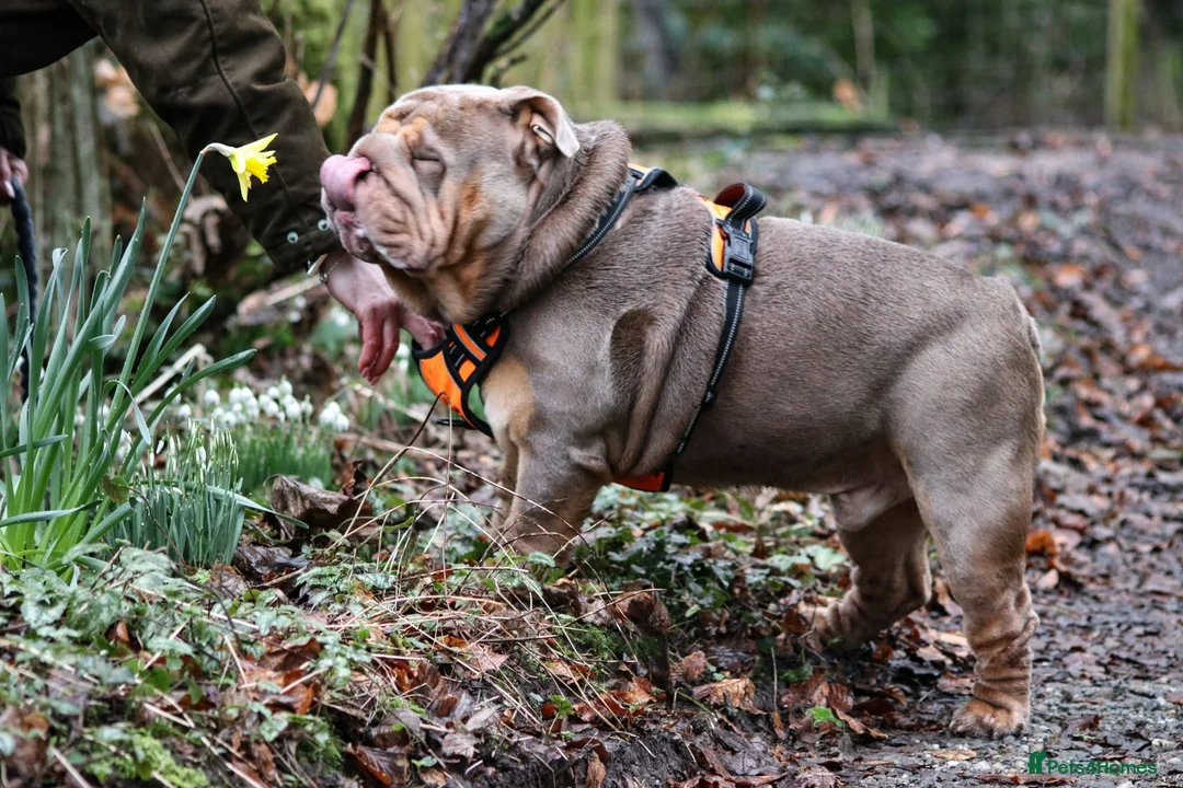 English Bulldog dogs for stud: Now proven English Bulldog at stud - Advert 2
