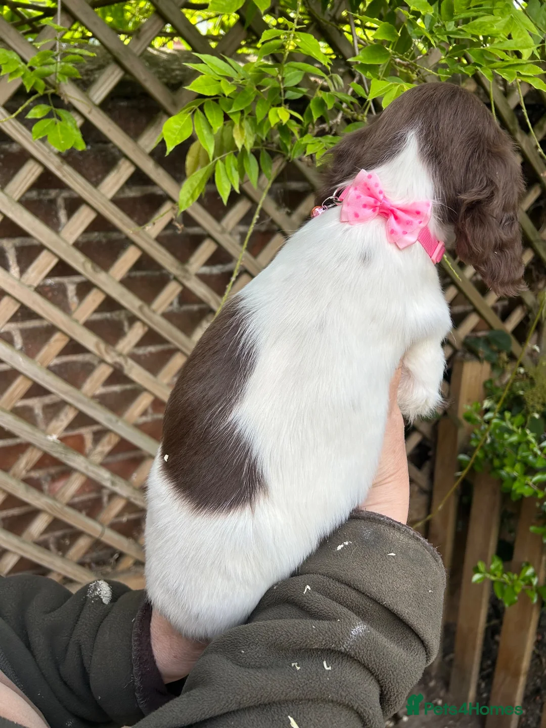 English Springer Spaniel dogs for sale: Springer spaniel pups  - Advert 2