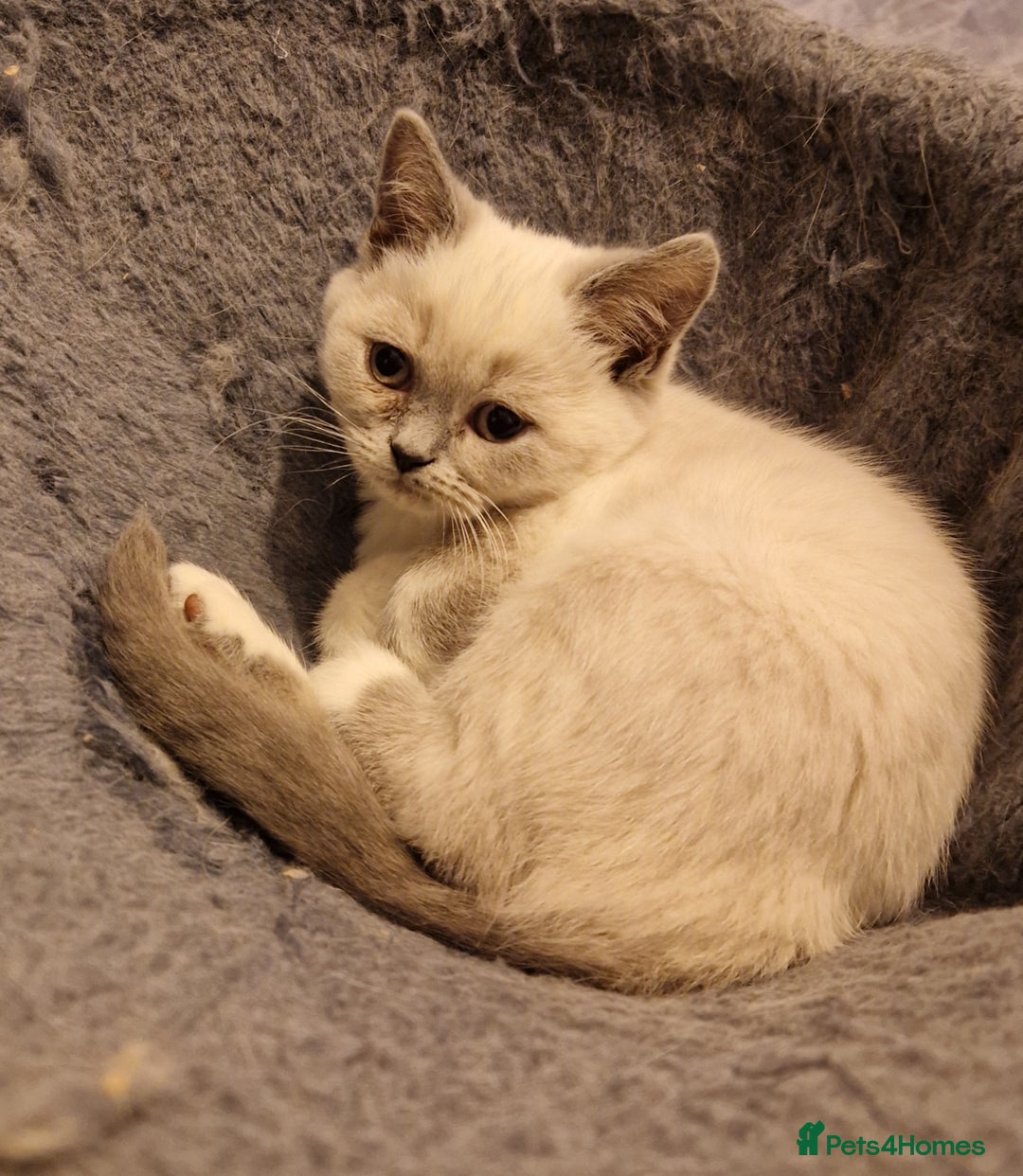 British Shorthair cats for sale: Beautiful Shorthair Kittens  - Advert 6