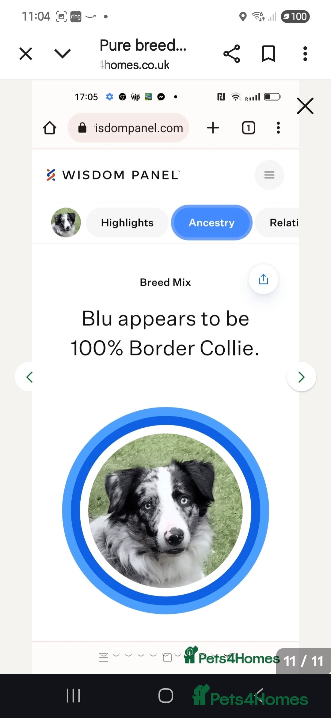 Border Collie dogs for sale: Border collie blue merle puppies  - Advert 14