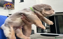 English Bulldog dogs for sale: QUALITY ENGLISH BULLDOG PUPPIES - Image 8