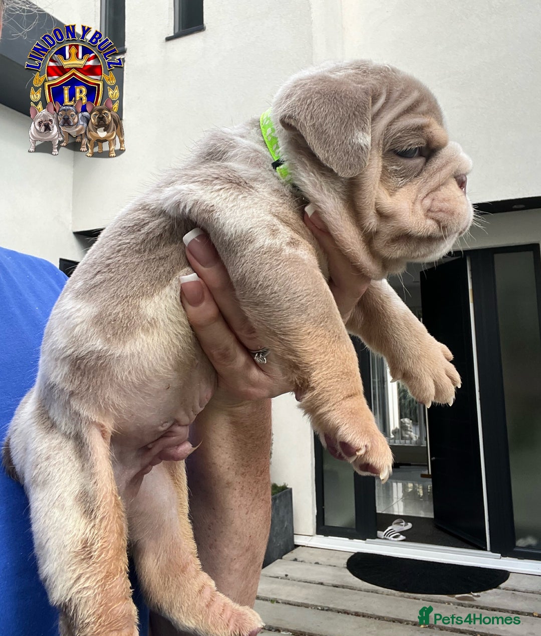 English Bulldog dogs for sale: QUALITY ENGLISH BULLDOG PUPPIES - Image 8
