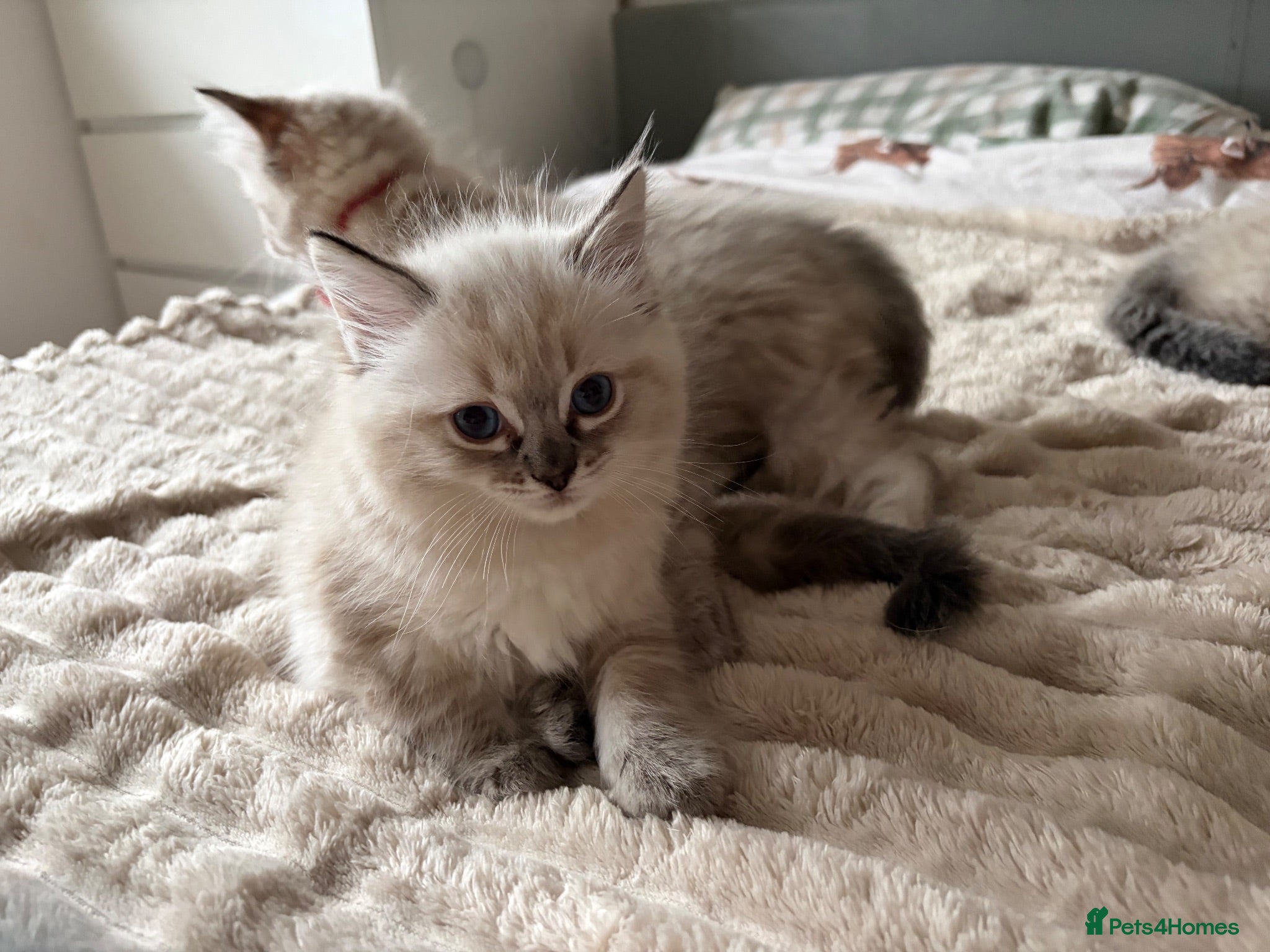 Ragdoll cats Gorgeous ragdoll kittens! Ready now!  - Advert 1