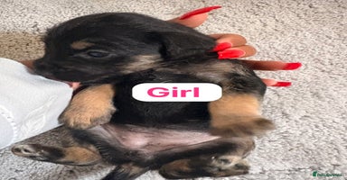 Patterjack dogs - Advert 2