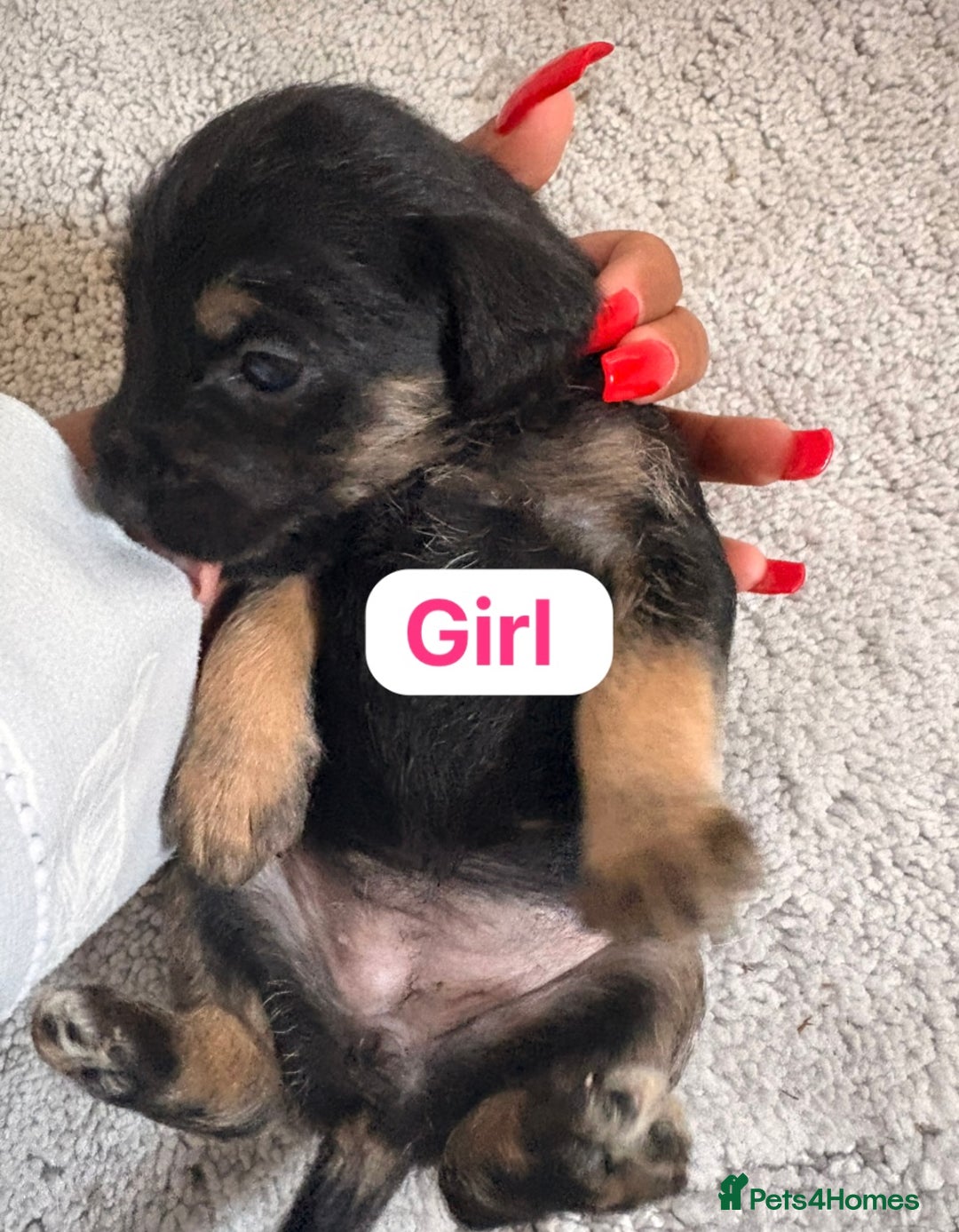 Patterjack dogs for sale: Jack Russell x patterdale terrier - Image 2