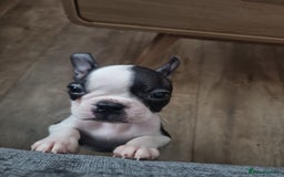 Boston Terrier dogs for sale: Boston Terrier pups - Image 19