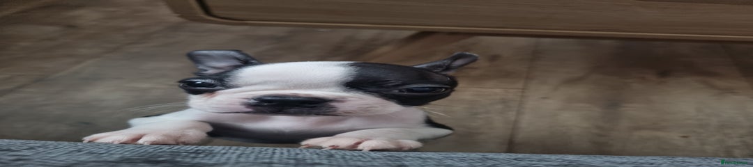 Boston Terrier boy
