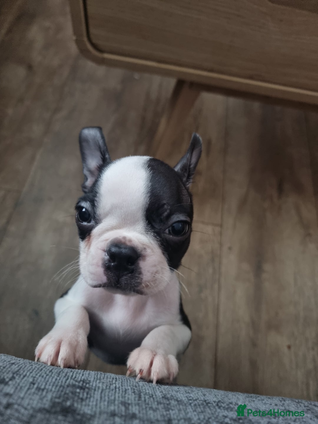 Boston Terrier dogs for sale: Boston Terrier pups - Image 19