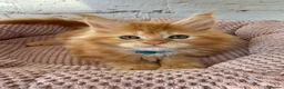 Maine Coon cats for sale: TICa reg 9 XXL Massive Red Kittens - Advert 28