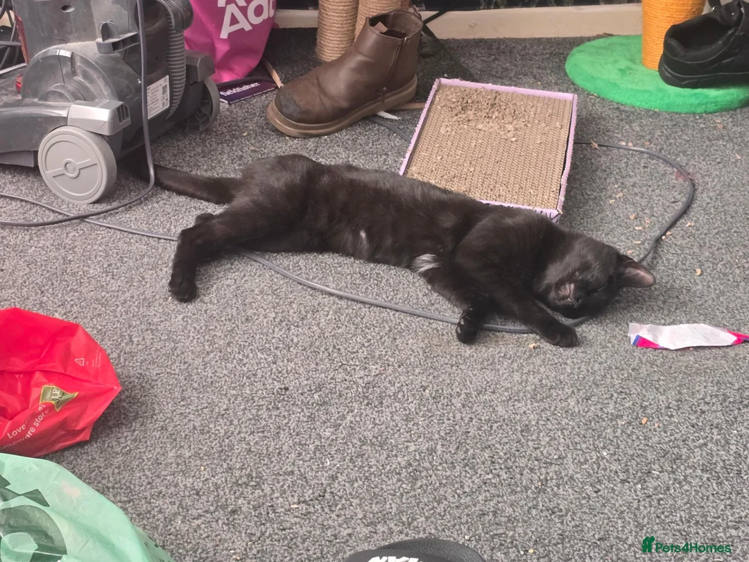 Mixed Breed cats for sale: 2 x female cats (sisters from same litter) in Nuneaton - Advert 16