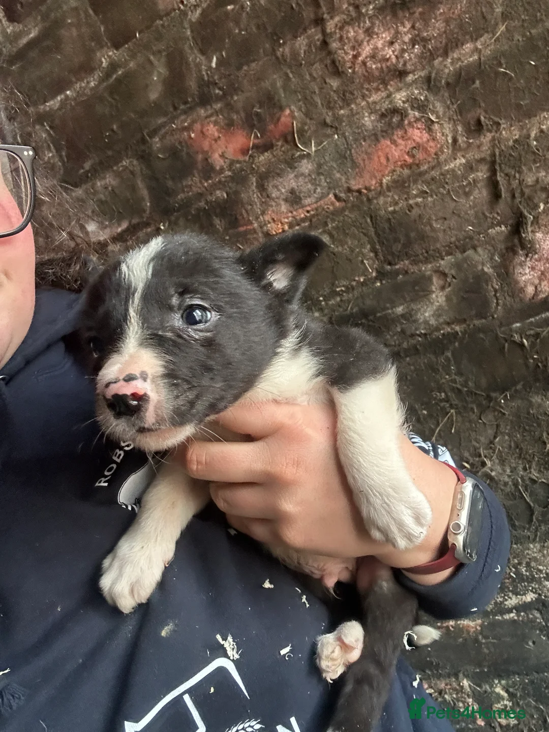 Border Collie dogs for sale: Working border collie pups - Advert 8