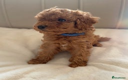 Cavapoochon dogs for sale: Premium Quality Teddy Toy Cavapoochons F1B - Advert 3
