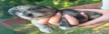 Mixed Breed 1