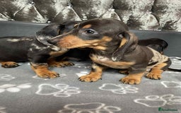 Miniature Dachshund dogs for sale: Miniature Dachund puppy - Image 3